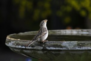 17944377 - small bird drinking or chirping sitting on the edge of a bird bath.