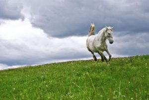 13877050 - free white horse running in the summer field