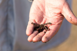 67430235 - red worm in hand fisherman